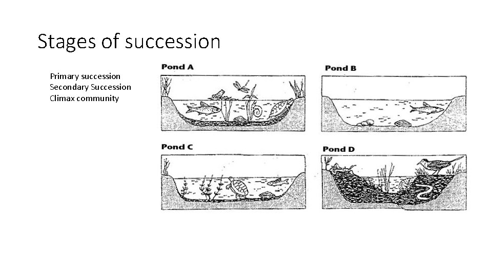 Stages of succession Primary succession Secondary Succession Climax community 