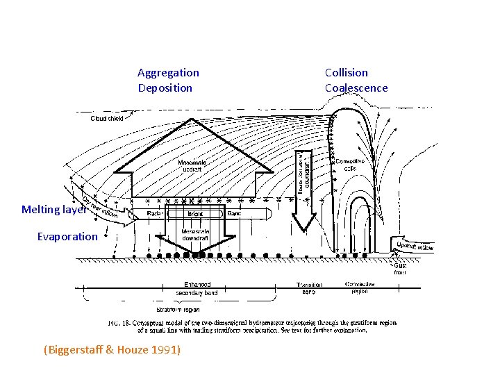 Aggregation Deposition Melting layer Evaporation (Biggerstaff & Houze 1991) Collision Coalescence 