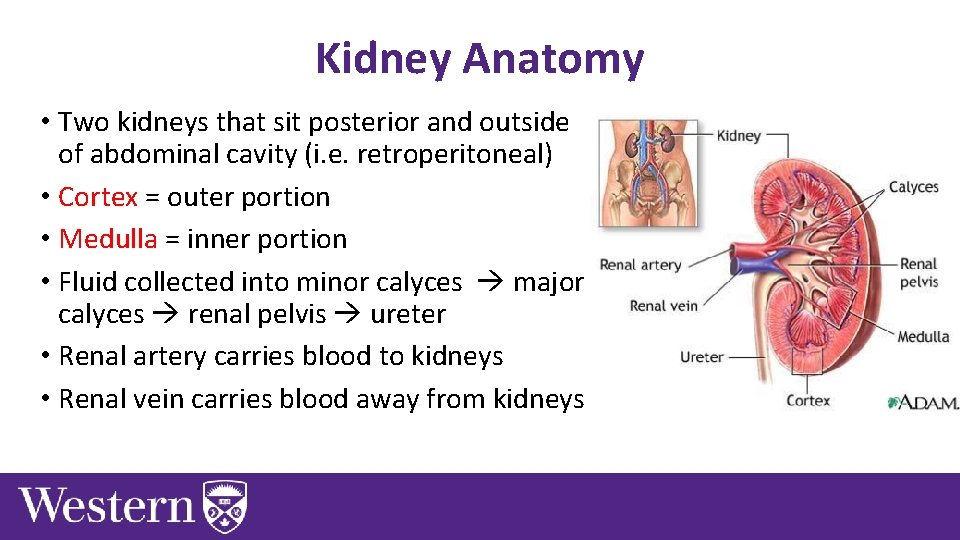 Kidney Anatomy • Two kidneys that sit posterior and outside of abdominal cavity (i.