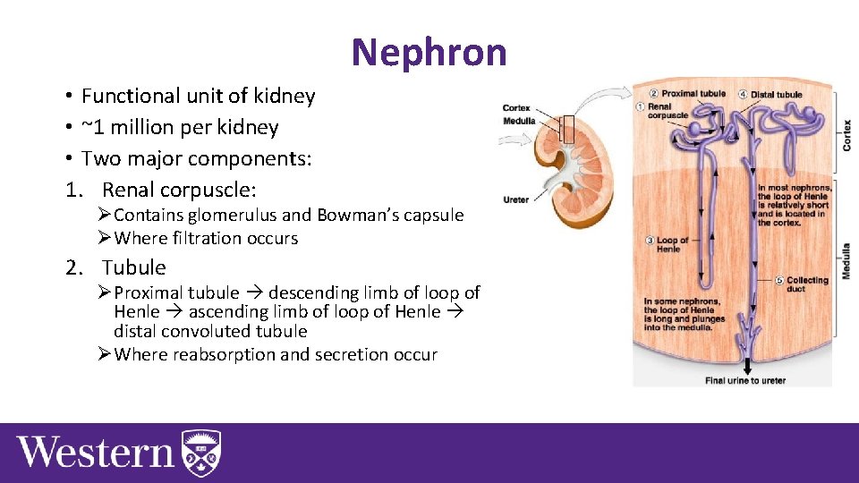 Nephron • Functional unit of kidney • ~1 million per kidney • Two major