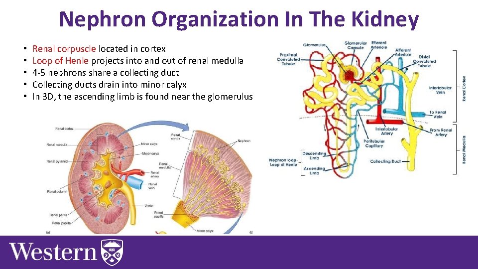 Nephron Organization In The Kidney • • • Renal corpuscle located in cortex Loop
