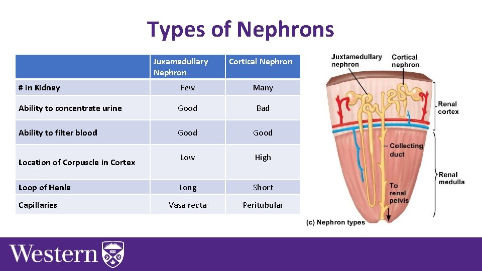 Types of Nephrons Juxamedullary Nephron Cortical Nephron # in Kidney Few Many Ability to