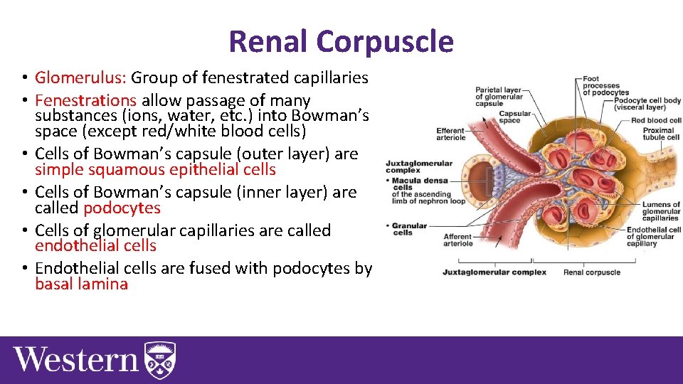 Renal Corpuscle • Glomerulus: Group of fenestrated capillaries • Fenestrations allow passage of many
