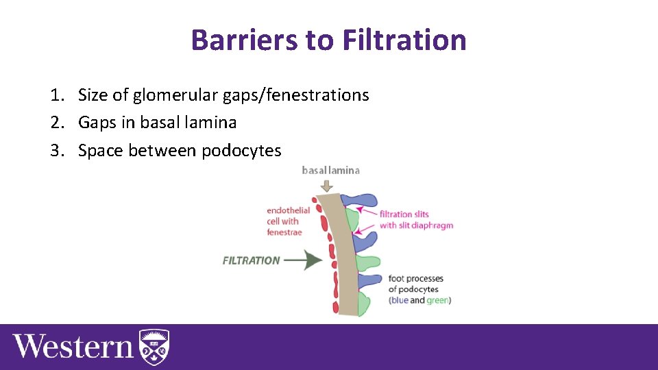 Barriers to Filtration 1. Size of glomerular gaps/fenestrations 2. Gaps in basal lamina 3.