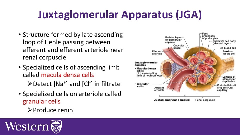 Juxtaglomerular Apparatus (JGA) • Structure formed by late ascending loop of Henle passing between