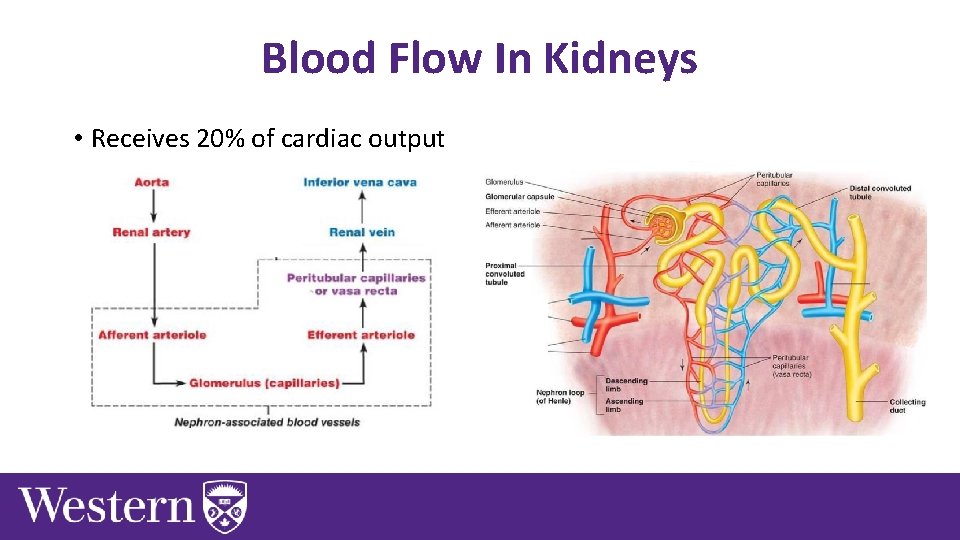 Blood Flow In Kidneys • Receives 20% of cardiac output 
