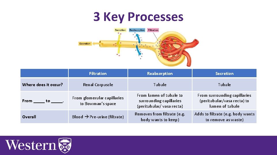 3 Key Processes Filtration Reabsorption Secretion Where does it occur? Renal Corpuscle Tubule From