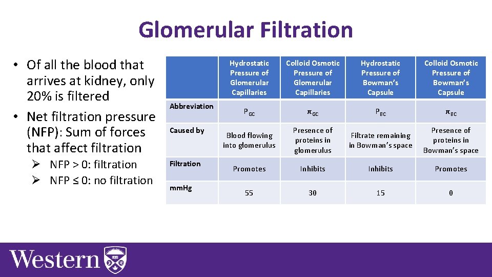 Glomerular Filtration • Of all the blood that arrives at kidney, only 20% is