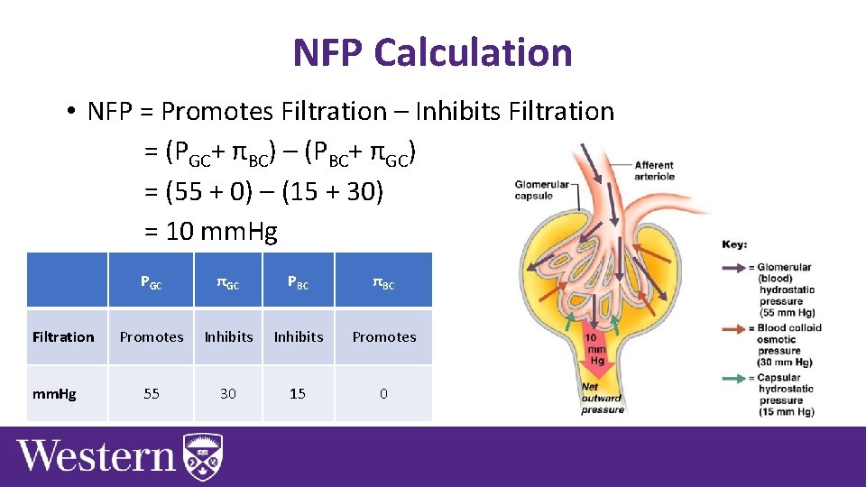 NFP Calculation • NFP = Promotes Filtration – Inhibits Filtration = (PGC+ πBC) –