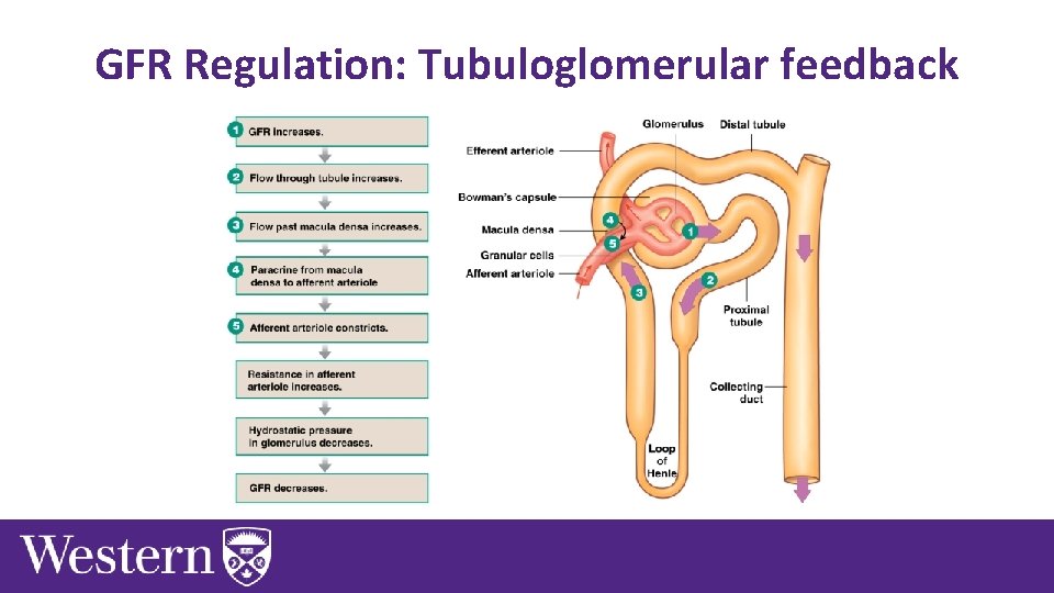 GFR Regulation: Tubuloglomerular feedback 