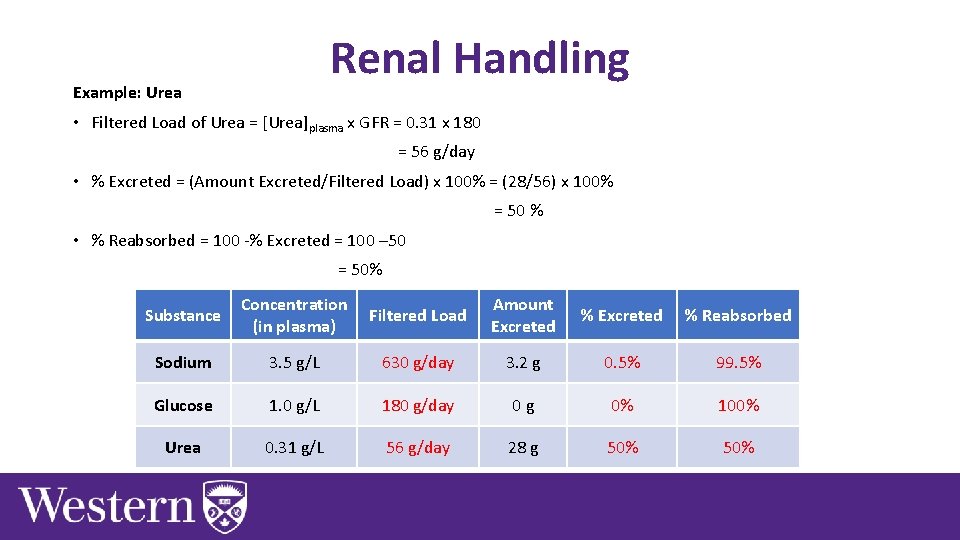 Renal Handling Example: Urea • Filtered Load of Urea = [Urea]plasma x GFR =