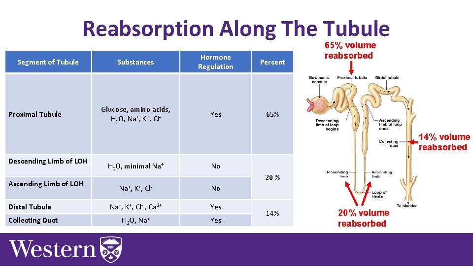 Reabsorption Along The Tubule Segment of Tubule Proximal Tubule Substances Hormone Regulation Percent Glucose,