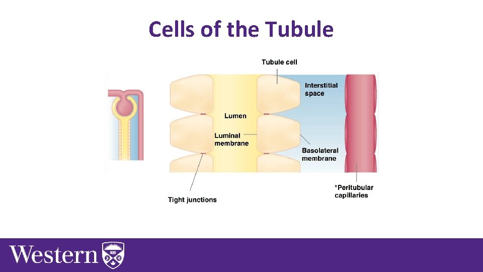 Cells of the Tubule 