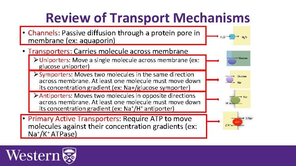 Review of Transport Mechanisms • Channels: Passive diffusion through a protein pore in membrane