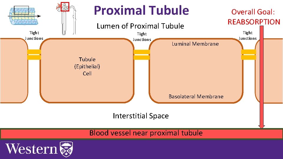 Proximal Tubule Tight Junctions Lumen of Proximal Tubule Tight Junctions Luminal Membrane Tubule (Epithelial)