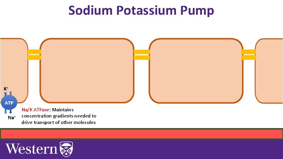 Sodium Potassium Pump K+ ATP Na+ Na/K ATPase: Maintains concentration gradients needed to drive