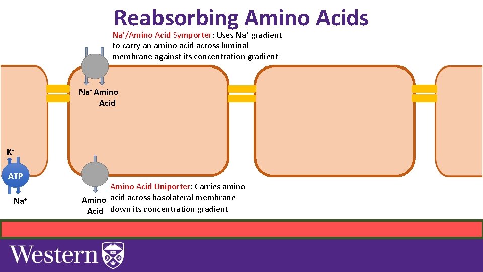 Reabsorbing Amino Acids Na+/Amino Acid Symporter: Uses Na+ gradient to carry an amino acid