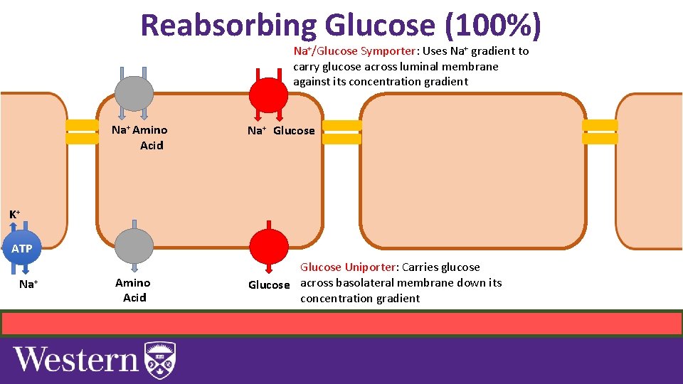 Reabsorbing Glucose (100%) Na+/Glucose Symporter: Uses Na+ gradient to carry glucose across luminal membrane