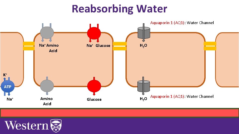 Reabsorbing Water Aquaporin 1 (AQ 1): Water Channel Na+ Amino Acid Na+ Glucose H