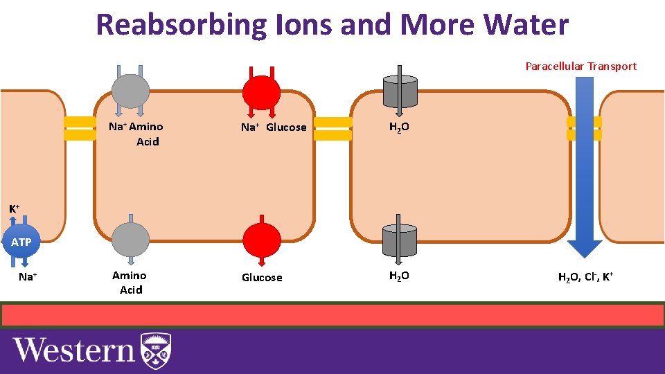 Reabsorbing Ions and More Water Paracellular Transport Na+ Amino Acid Na+ Glucose H 2