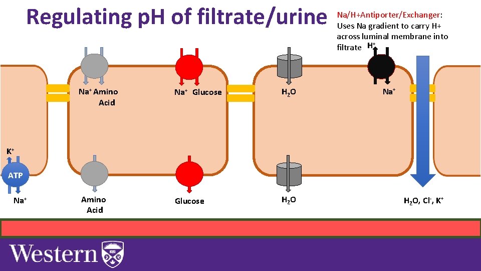 Regulating p. H of filtrate/urine Na+ Amino Acid Na+ Glucose H 2 O Amino