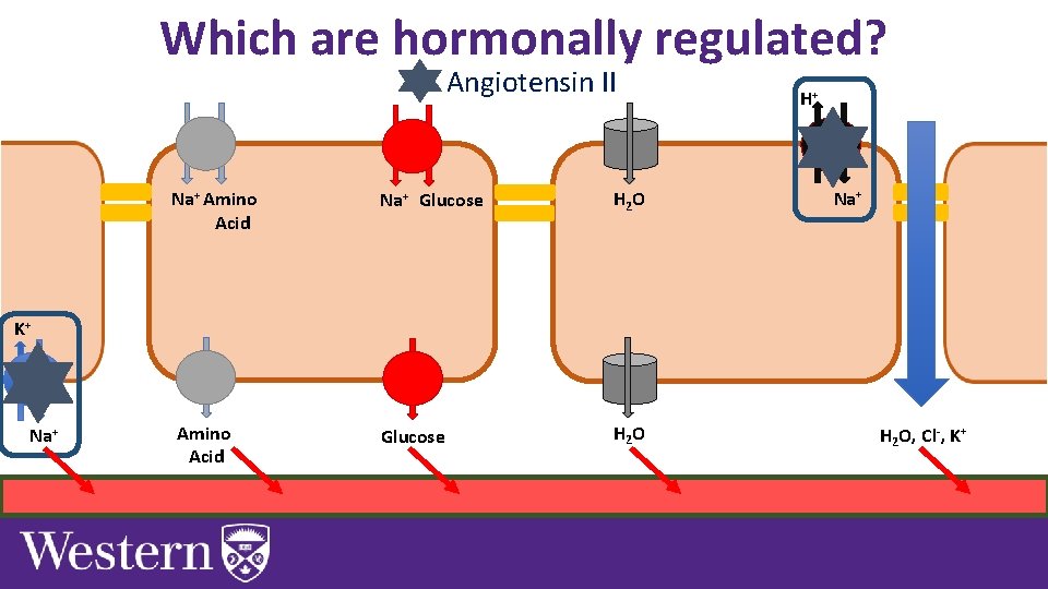 Which are hormonally regulated? Angiotensin II Na+ Amino Acid Na+ Glucose H 2 O