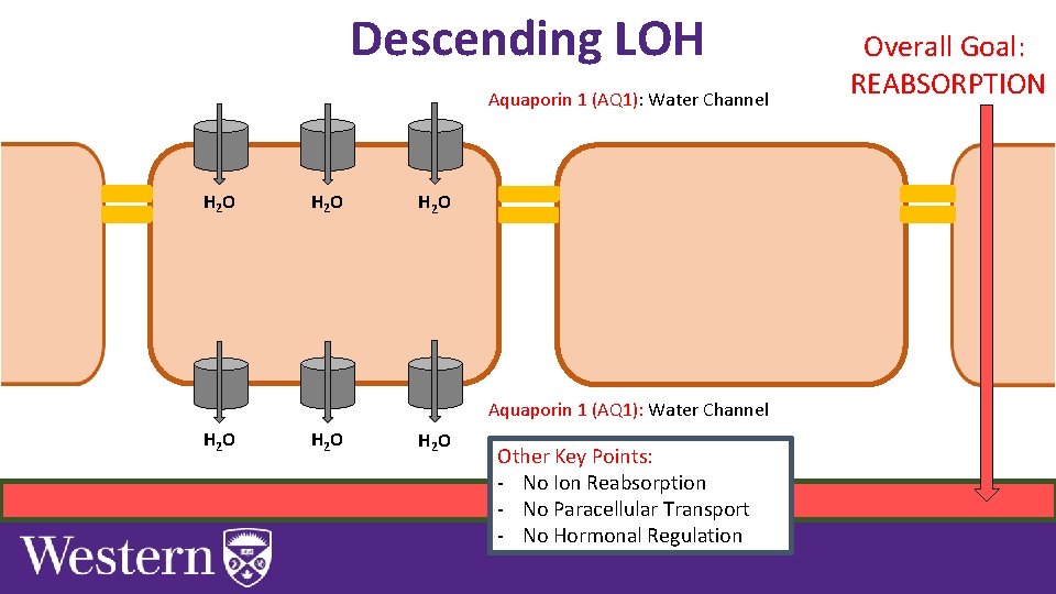 Descending LOH Aquaporin 1 (AQ 1): Water Channel H 2 O H 2 O