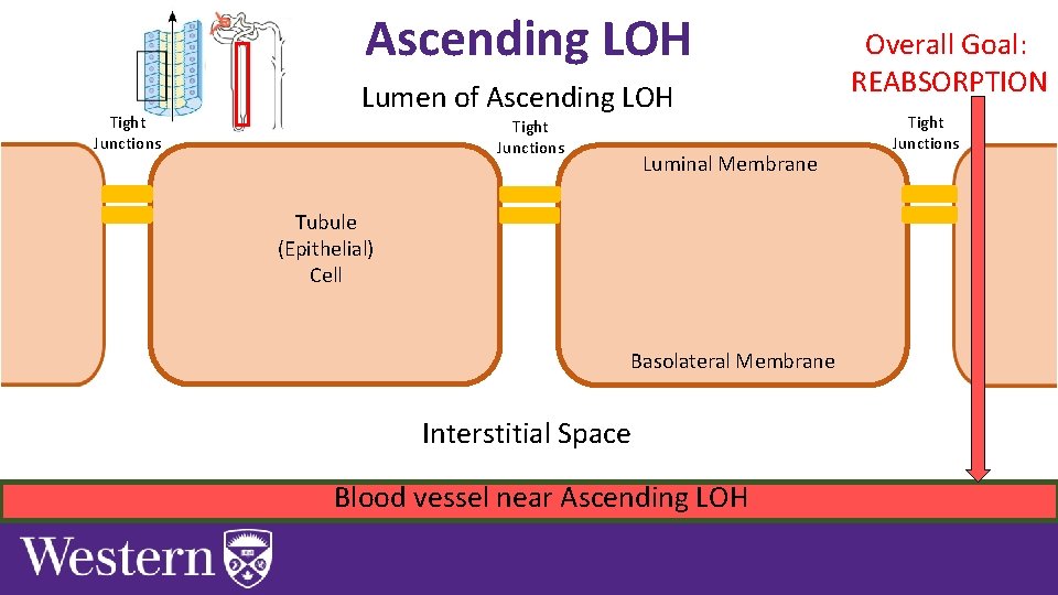 Ascending LOH Tight Junctions Lumen of Ascending LOH Tight Junctions Luminal Membrane Tubule (Epithelial)