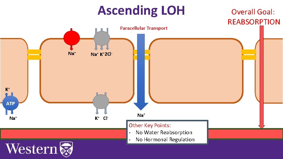 Ascending LOH Paracellular Transport Na+ K+2 Cl- K+ ATP Na+ K+ Cl- Na+ Other