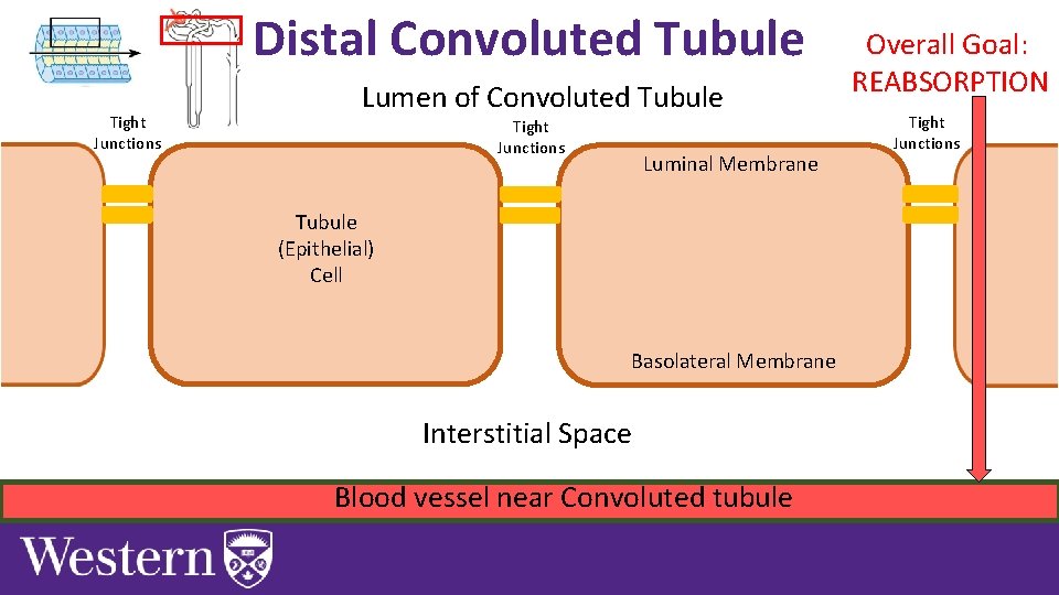 Distal Convoluted Tubule Tight Junctions Lumen of Convoluted Tubule Tight Junctions Luminal Membrane Tubule