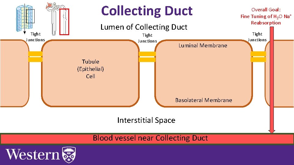 Collecting Duct Tight Junctions Lumen of Collecting Duct Tight Junctions Luminal Membrane Tubule (Epithelial)