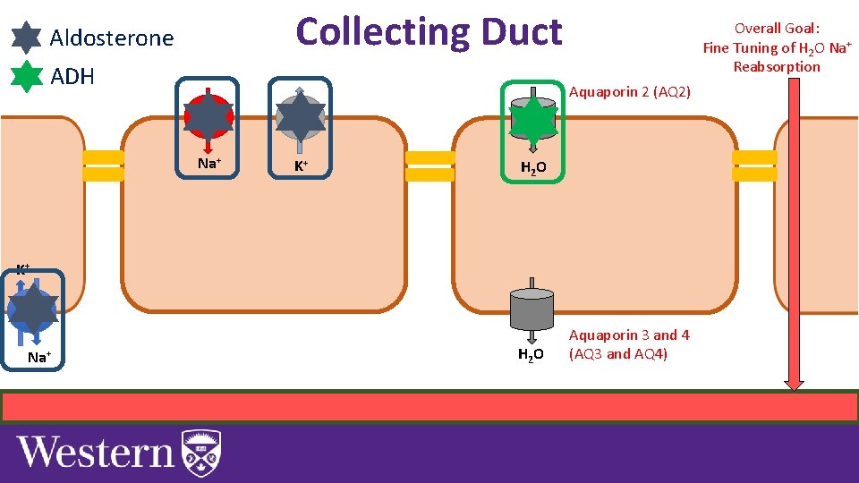 Collecting Duct Aldosterone ADH Overall Goal: Fine Tuning of H 2 O Na+ Reabsorption