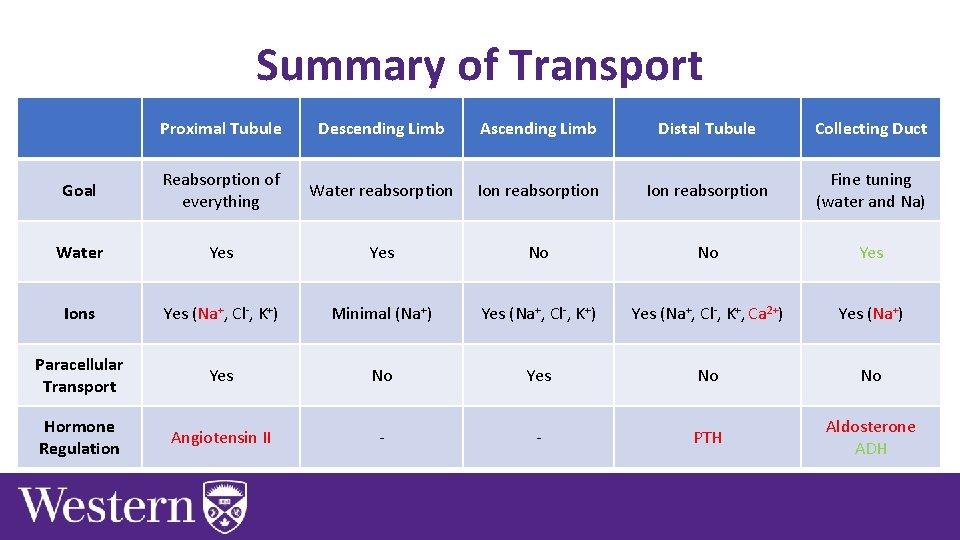 Summary of Transport Proximal Tubule Descending Limb Ascending Limb Distal Tubule Collecting Duct Goal