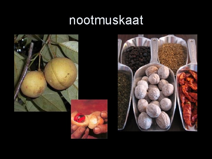 nootmuskaat 