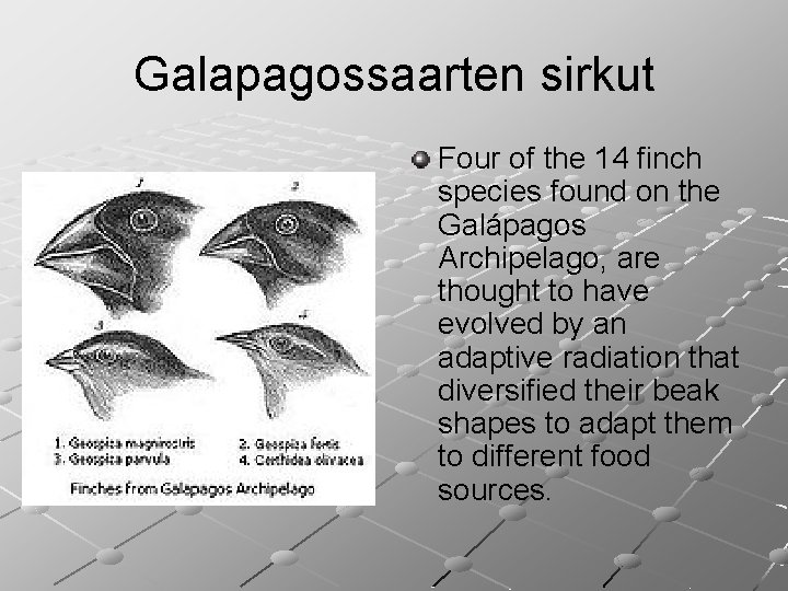Galapagossaarten sirkut Four of the 14 finch species found on the Galápagos Archipelago, are