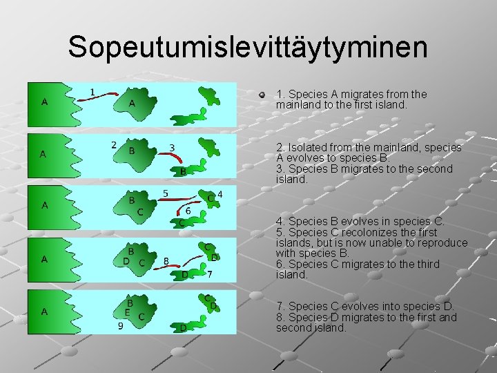 Sopeutumislevittäytyminen 1. Species A migrates from the mainland to the first island. 2. Isolated