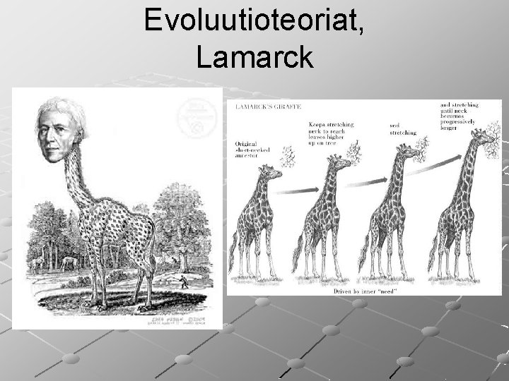 Evoluutioteoriat, Lamarck 