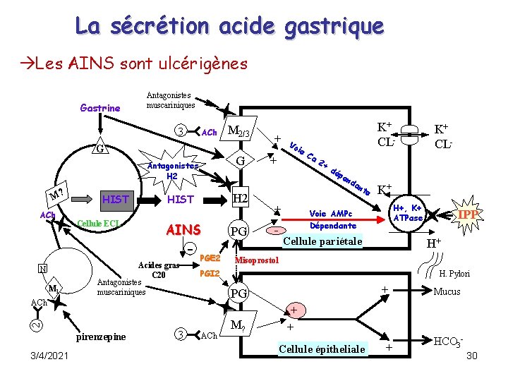 La sécrétion acide gastrique Les AINS sont ulcérigènes Gastrine Antagonistes muscariniques 3 ACh G La sécrétion acide gastrique Les AINS sont ulcérigènes Gastrine Antagonistes muscariniques 3 ACh G