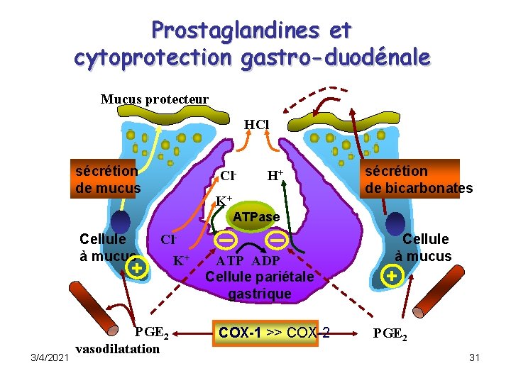 Prostaglandines et cytoprotection gastro-duodénale Mucus protecteur HCl H+ sécrétion de mucus Cl- H+ K+ Prostaglandines et cytoprotection gastro-duodénale Mucus protecteur HCl H+ sécrétion de mucus Cl- H+ K+
