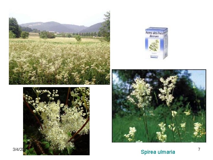 3/4/2021 Spirea ulmaria 7 3/4/2021 Spirea ulmaria 7