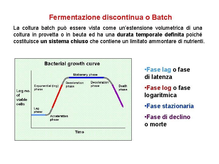 Fermentazione discontinua o Batch La coltura batch può essere vista come un’estensione volumetrica di