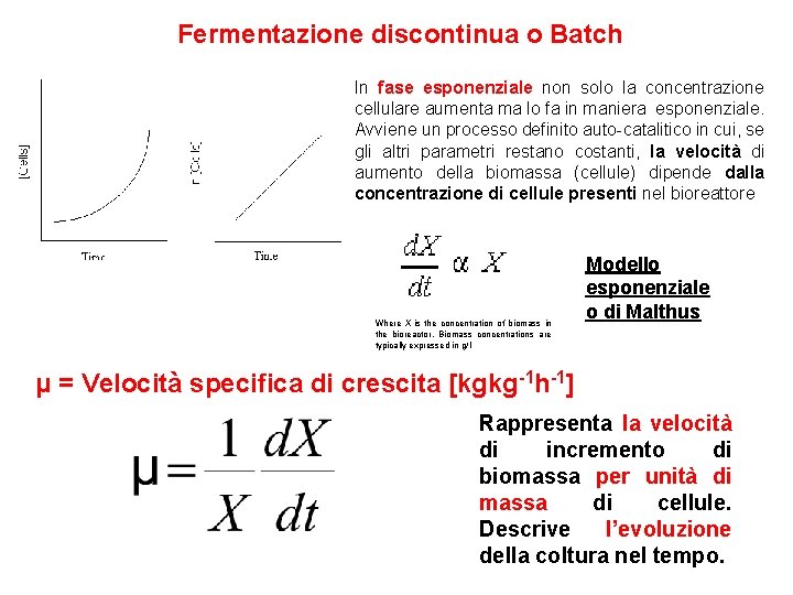 Fermentazione discontinua o Batch In fase esponenziale non solo la concentrazione cellulare aumenta ma