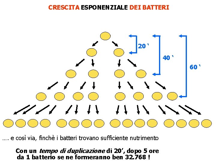 CRESCITA ESPONENZIALE DEI BATTERI 20 ‘ 40 ‘ 60 ‘ …. e così via,