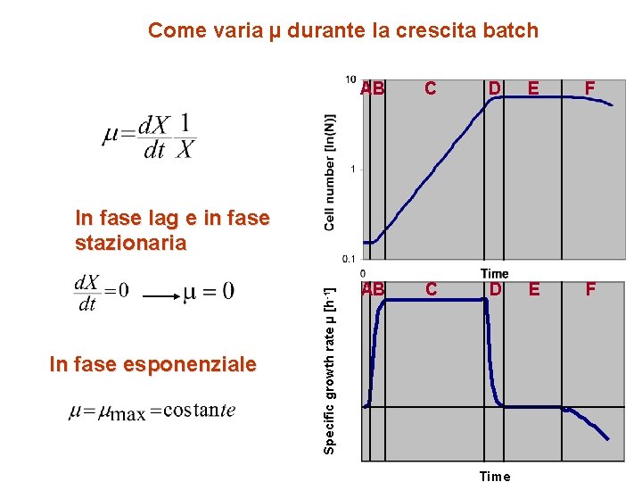 Come varia µ durante la crescita batch AB C D E F In fase