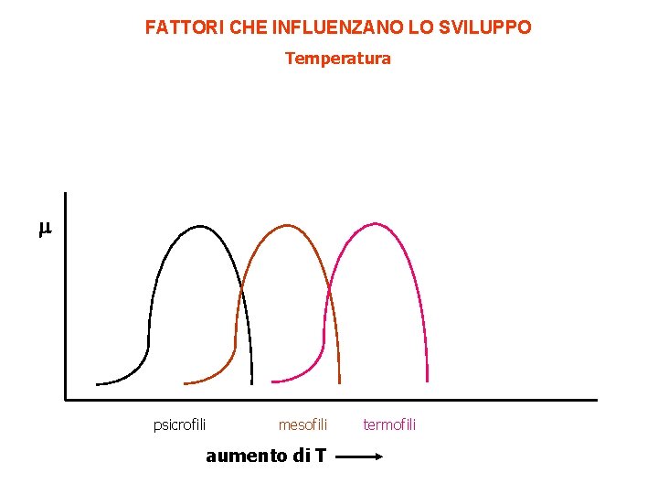 FATTORI CHE INFLUENZANO LO SVILUPPO Temperatura psicrofili mesofili aumento di T termofili 