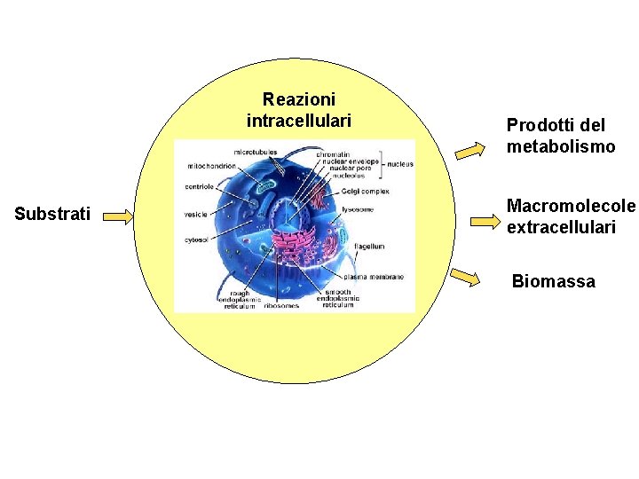 Reazioni intracellulari Substrati Prodotti del metabolismo Macromolecole extracellulari Biomassa 