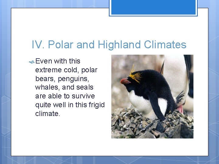 IV. Polar and Highland Climates Even with this extreme cold, polar bears, penguins, whales,