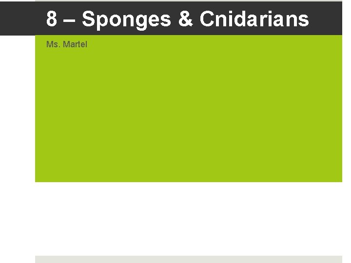 8 – Sponges & Cnidarians Ms. Martel 