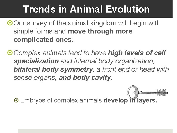 Trends in Animal Evolution Our survey of the animal kingdom will begin with simple