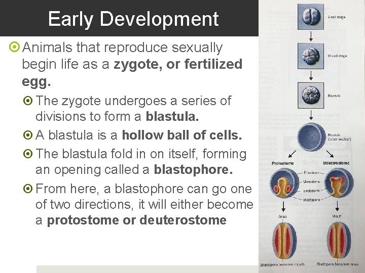 Early Development Animals that reproduce sexually begin life as a zygote, or fertilized egg.